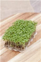 Lepidium sativum - Gartenkresse Lepidium sativum - Gartenkresse