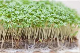 Lepidium sativum - Gartenkresse Lepidium sativum - Gartenkresse