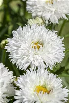Leucanthemum x superbum - Großblumige Garten-Margerite