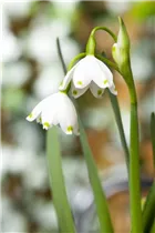 Leucojum aestivum - Sommer-Knotenblume