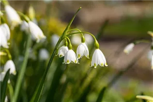 Leucojum aestivum - Sommer-Knotenblume
