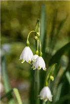 Leucojum aestivum - Sommer-Knotenblume