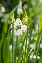 Leucojum aestivum - Sommer-Knotenblume