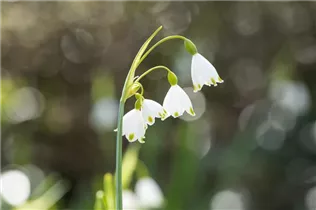 Leucojum aestivum - Sommer-Knotenblume