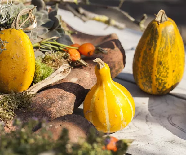 - Es wird bunt! Herbst-Deko im Haus  - Es wird bunt! Herbst-Deko im Haus