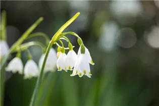 Leucojum aestivum - Sommer-Knotenblume