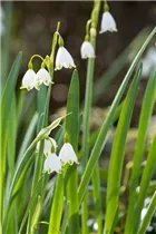 Leucojum aestivum - Sommer-Knotenblume
