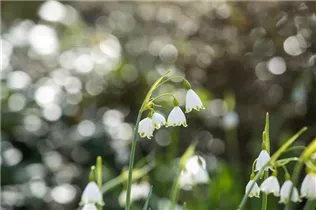 Leucojum aestivum - Sommer-Knotenblume