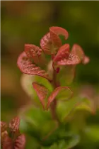 Leucothoe axillaris 'Curly Red'® - Traubenheide 'Curly Red'®