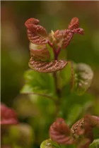 Leucothoe axillaris 'Curly Red'® - Traubenheide 'Curly Red'®