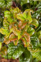 Leucothoe axillaris 'Curly Red'® - Traubenheide 'Curly Red'®