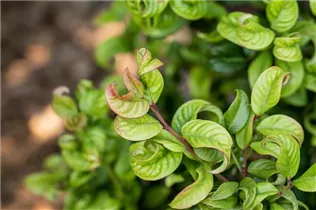 Leucothoe axillaris 'Curly Red'® - Traubenheide 'Curly Red'®