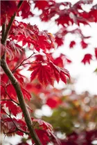 Acer japonicum 'Vitifolium' - Japanischer Ahorn 'Vitifolium' Acer japonicum 'Vitifolium' - Japanischer Ahorn 'Vitifolium'