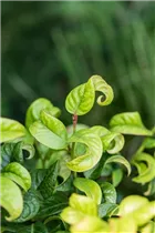 Leucothoe axillaris 'Curly Red'® - Traubenheide 'Curly Red'®