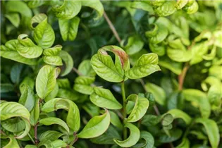 Leucothoe axillaris 'Curly Red'® - Traubenheide 'Curly Red'®