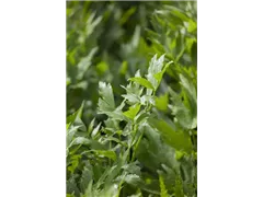 Levisticum officinale - Liebstöckel Levisticum officinale - Liebstöckel