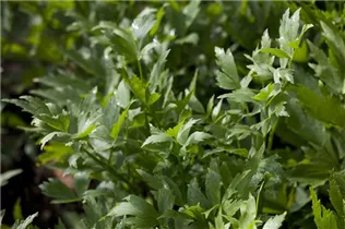 Levisticum officinale - Liebstöckel Levisticum officinale - Liebstöckel