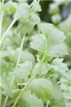 Levisticum officinale - Liebstöckel Levisticum officinale - Liebstöckel