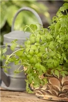 Levisticum officinale - Liebstöckel Levisticum officinale - Liebstöckel