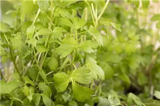 Levisticum officinale - Liebstöckel Levisticum officinale - Liebstöckel