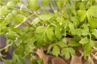 Levisticum officinale - Liebstöckel Levisticum officinale - Liebstöckel