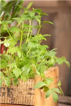 Levisticum officinale - Liebstöckel Levisticum officinale - Liebstöckel