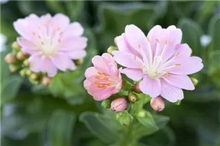 Lewisia cotyledon - Gewöhnliche Bitterwurz Lewisia cotyledon - Gewöhnliche Bitterwurz