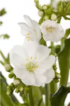 Lewisia cotyledon - Gewöhnliche Bitterwurz Lewisia cotyledon - Gewöhnliche Bitterwurz