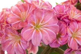 Lewisia cotyledon - Gewöhnliche Bitterwurz Lewisia cotyledon - Gewöhnliche Bitterwurz