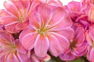 Lewisia cotyledon - Gewöhnliche Bitterwurz Lewisia cotyledon - Gewöhnliche Bitterwurz