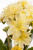 Lewisia cotyledon - Gewöhnliche Bitterwurz Lewisia cotyledon - Gewöhnliche Bitterwurz