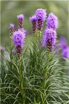 Liatris spicata 'Kobold' - Ährige Prachtscharte 'Kobold' Liatris spicata 'Kobold' - Ährige Prachtscharte 'Kobold'