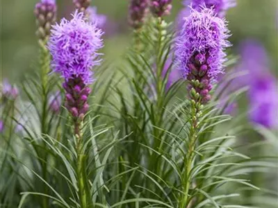 Liatris spicata - Ährige Prachtscharte Liatris spicata - Ährige Prachtscharte