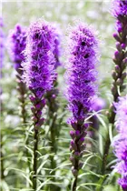 Liatris spicata 'Kobold' - Ährige Prachtscharte 'Kobold' Liatris spicata 'Kobold' - Ährige Prachtscharte 'Kobold'