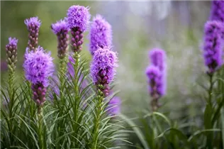 Liatris spicata 'Kobold' - Ährige Prachtscharte 'Kobold' Liatris spicata 'Kobold' - Ährige Prachtscharte 'Kobold'