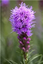 Liatris spicata 'Kobold' - Ährige Prachtscharte 'Kobold' Liatris spicata 'Kobold' - Ährige Prachtscharte 'Kobold'