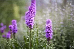 Liatris spicata 'Kobold' - Ährige Prachtscharte 'Kobold' Liatris spicata 'Kobold' - Ährige Prachtscharte 'Kobold'