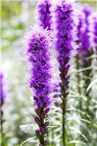 Liatris spicata 'Kobold' - Ährige Prachtscharte 'Kobold' Liatris spicata 'Kobold' - Ährige Prachtscharte 'Kobold'