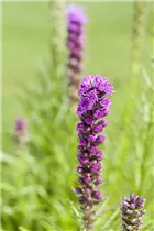 Liatris spicata - Ährige Prachtscharte Liatris spicata - Ährige Prachtscharte