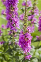 Liatris spicata - Ährige Prachtscharte Liatris spicata - Ährige Prachtscharte