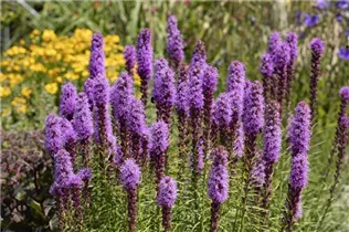 Liatris spicata - Ährige Prachtscharte Liatris spicata - Ährige Prachtscharte