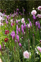 Liatris spicata - Ährige Prachtscharte Liatris spicata - Ährige Prachtscharte