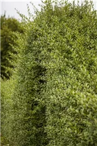 Ligustrum vulgare - Gemeiner Liguster Ligustrum vulgare - Gemeiner Liguster