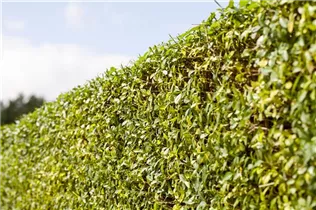 Ligustrum vulgare - Gemeiner Liguster Ligustrum vulgare - Gemeiner Liguster