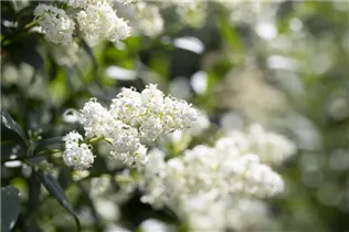 Ligustrum vulgare - Gemeiner Liguster Ligustrum vulgare - Gemeiner Liguster