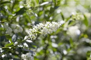 Ligustrum vulgare - Gemeiner Liguster Ligustrum vulgare - Gemeiner Liguster