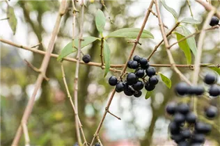 Ligustrum vulgare - Gemeiner Liguster Ligustrum vulgare - Gemeiner Liguster