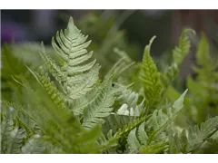 Dryopteris erythrosora - Rotschleierfarn Dryopteris erythrosora - Rotschleierfarn