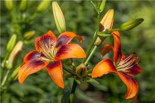 Lilium Asiatic - Asiatische Lilie Lilium Asiatic - Asiatische Lilie