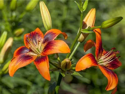 Lilium Asiatic - Asiatische Lilie Lilium Asiatic - Asiatische Lilie